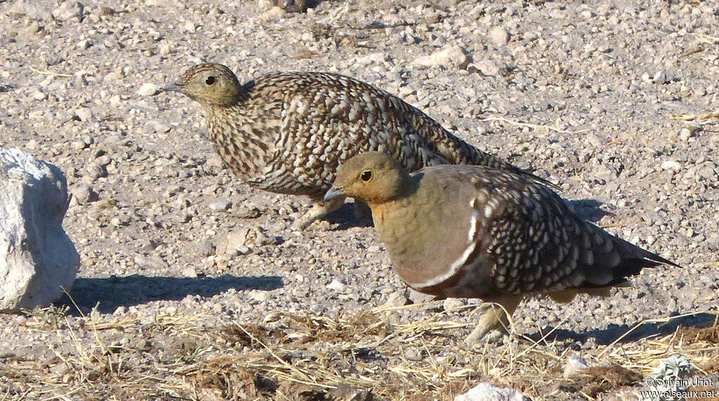 Namaqua Sandgrouseadult