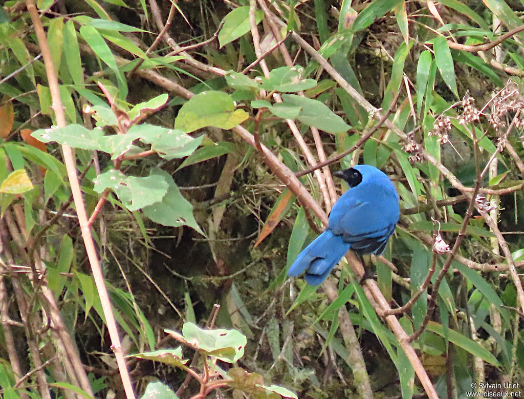 Geai turquoiseadulte