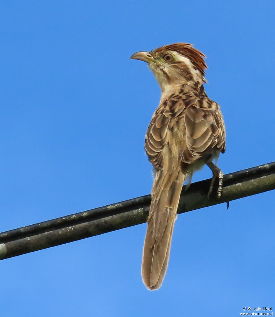 Géocoucou tachetéadulte