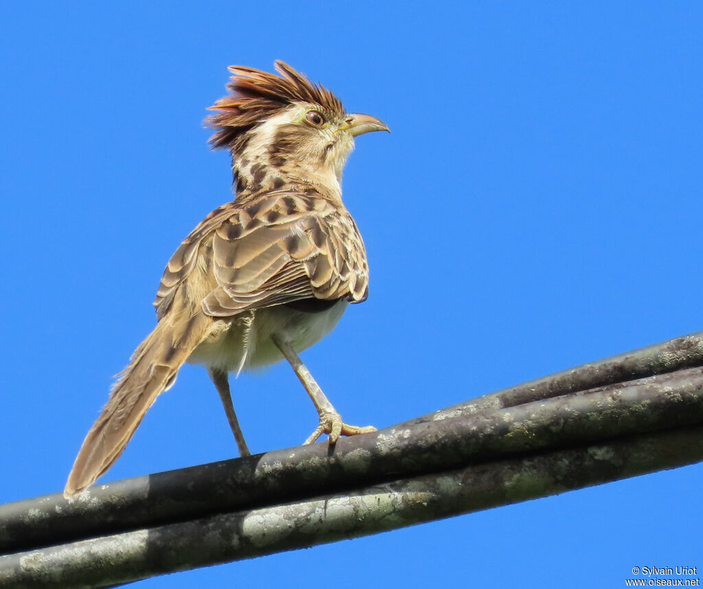 Géocoucou tachetéadulte