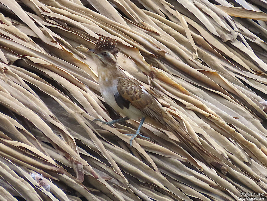 Striped Cuckoojuvenile