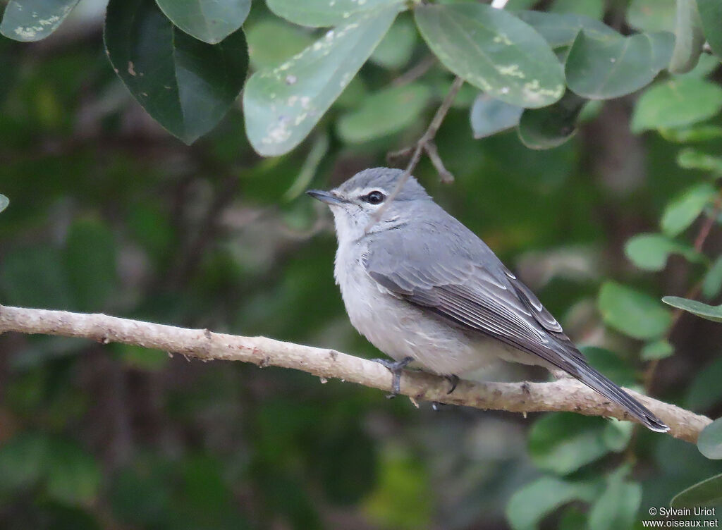 Ashy Flycatcheradult