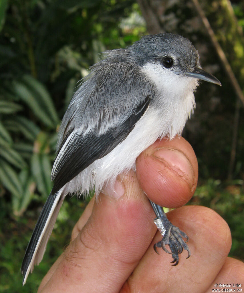Tropical Gnatcatcher female adult