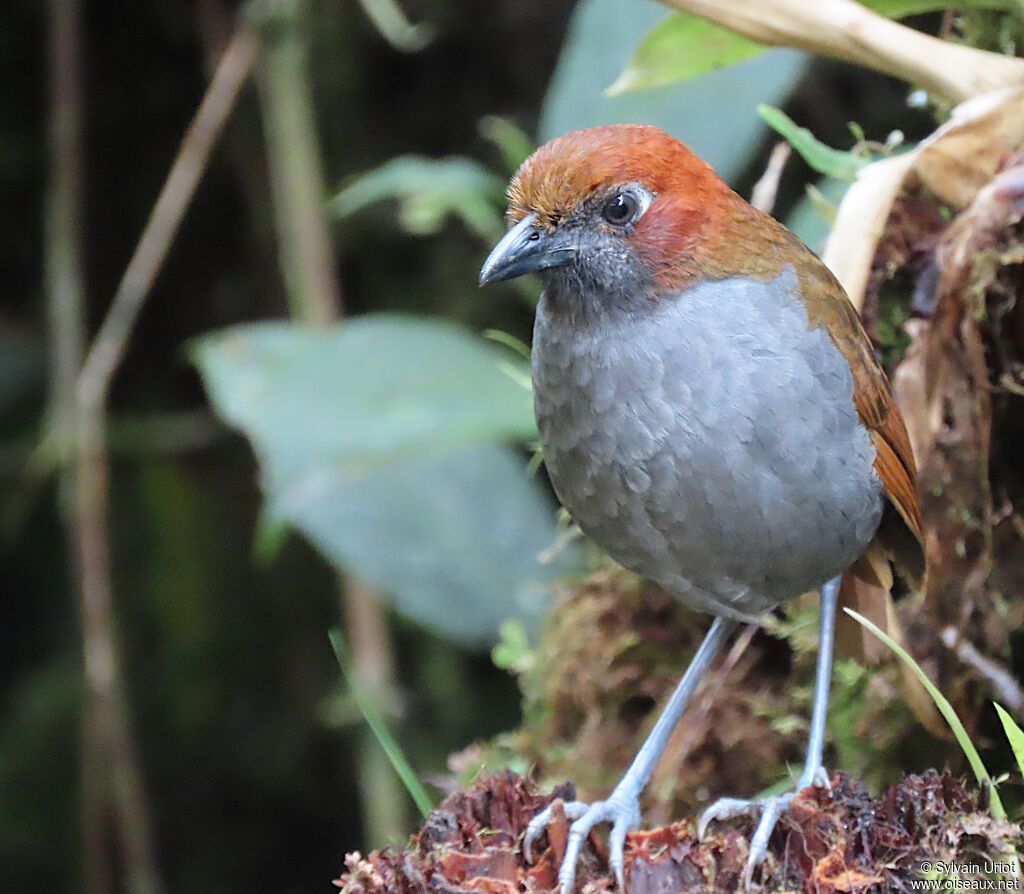 Chestnut-naped Antpittaadult