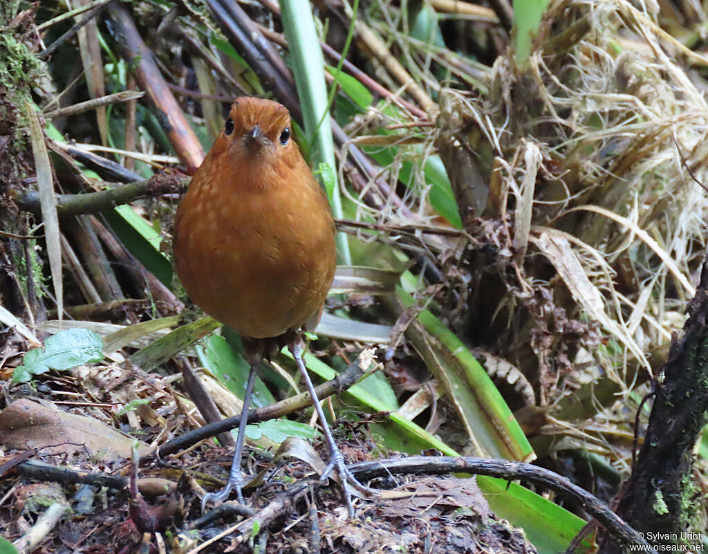 Equatorial Antpittaadult