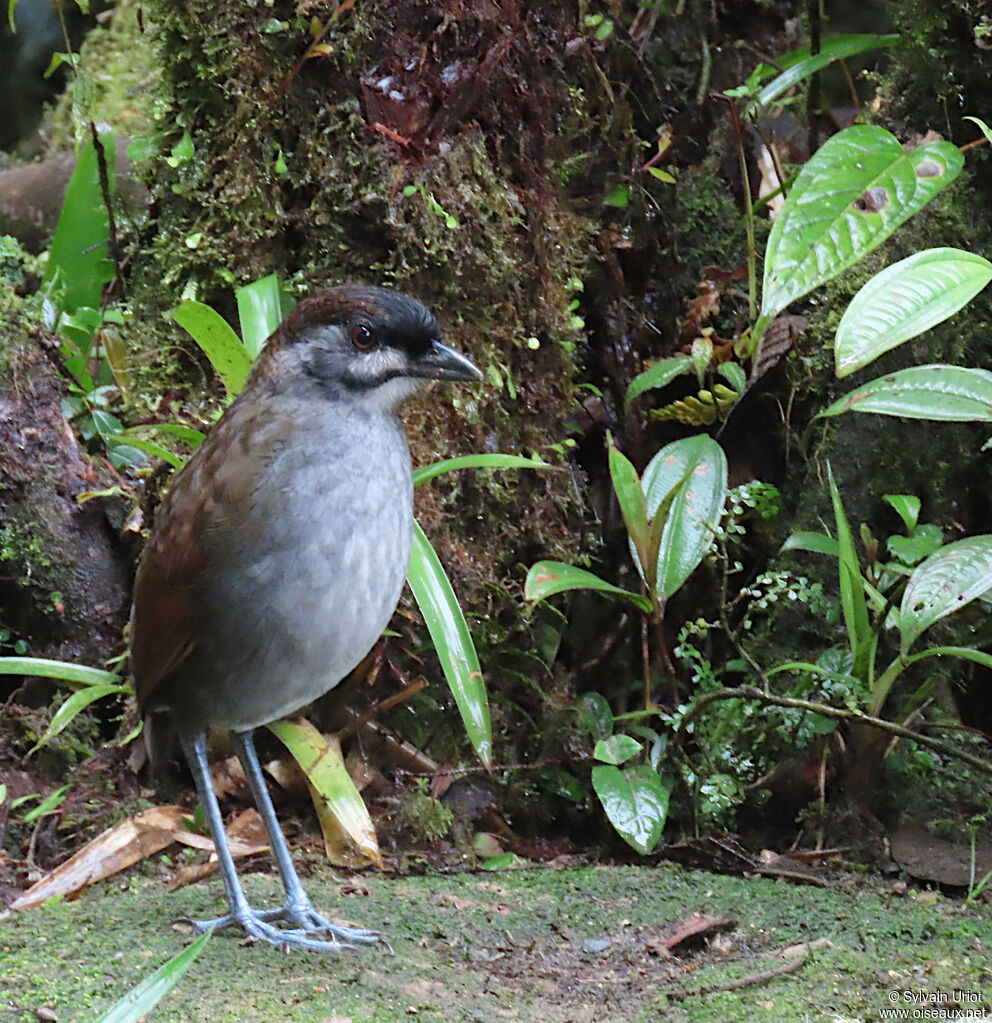 Jocotoco Antpittaimmature