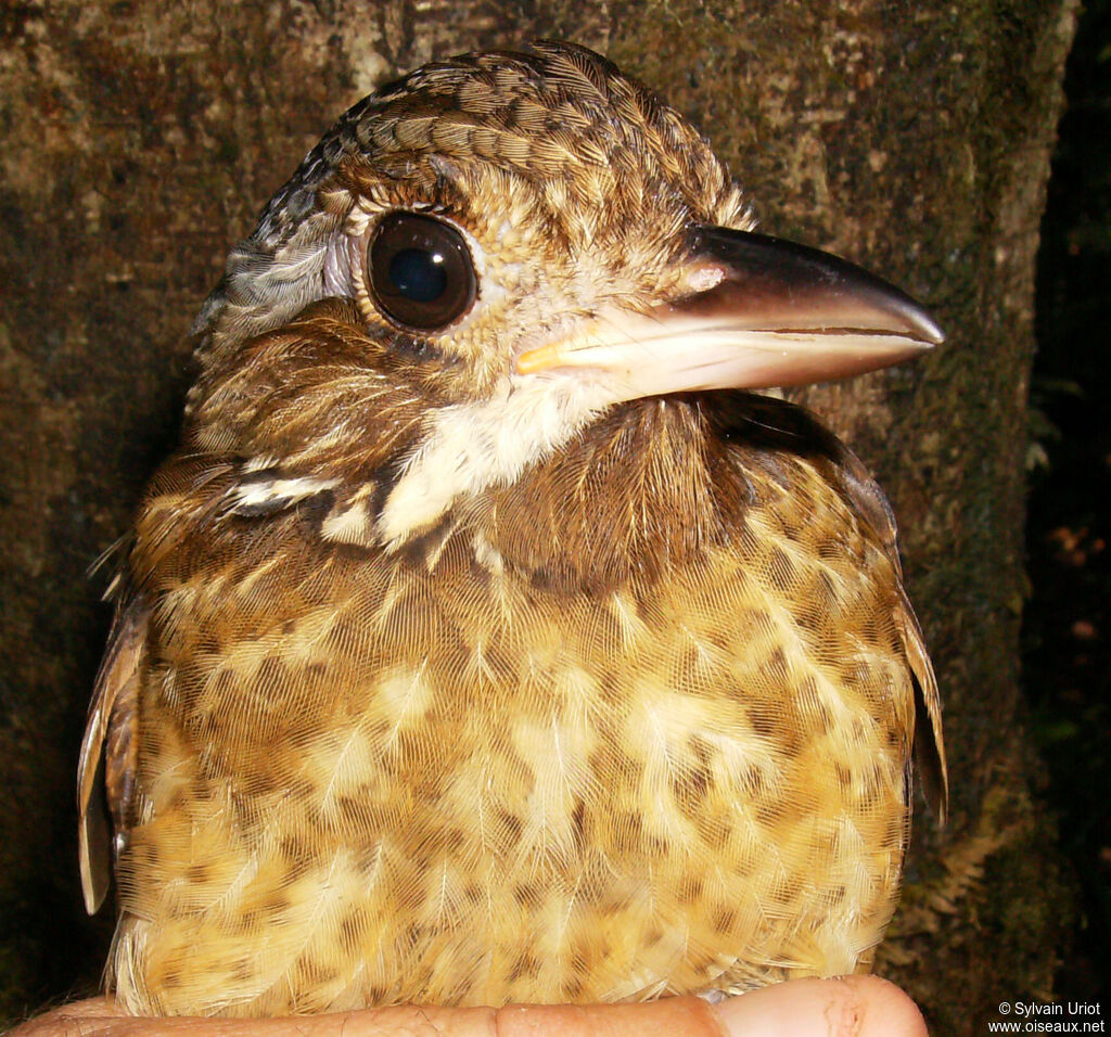Variegated Antpittaadult