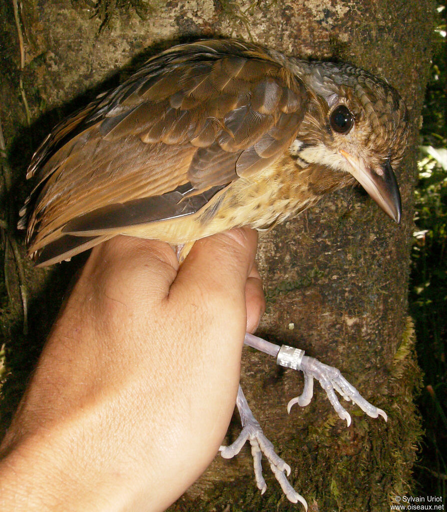 Variegated Antpittaadult