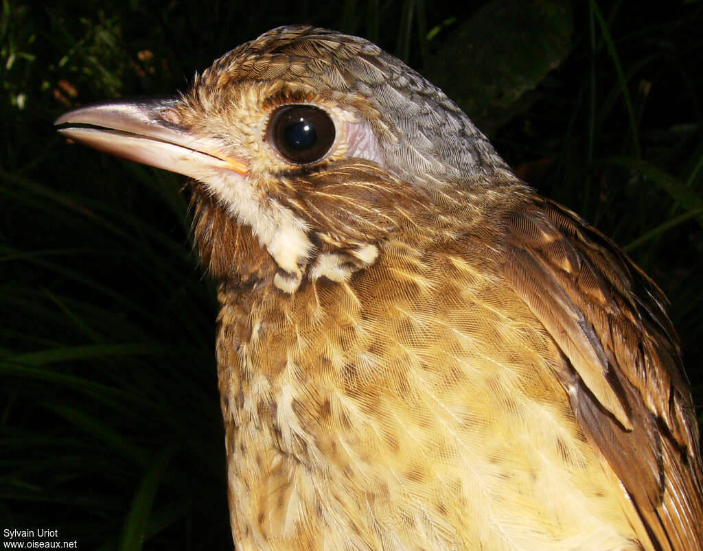 Variegated Antpittaadult, close-up portrait