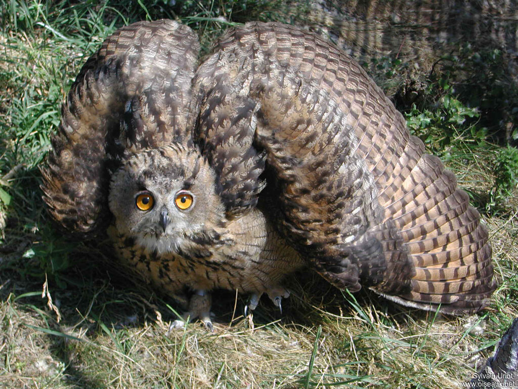 Eurasian Eagle-Owljuvenile, close-up portrait