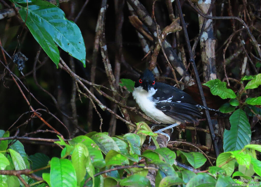 Great Antshrike male adult