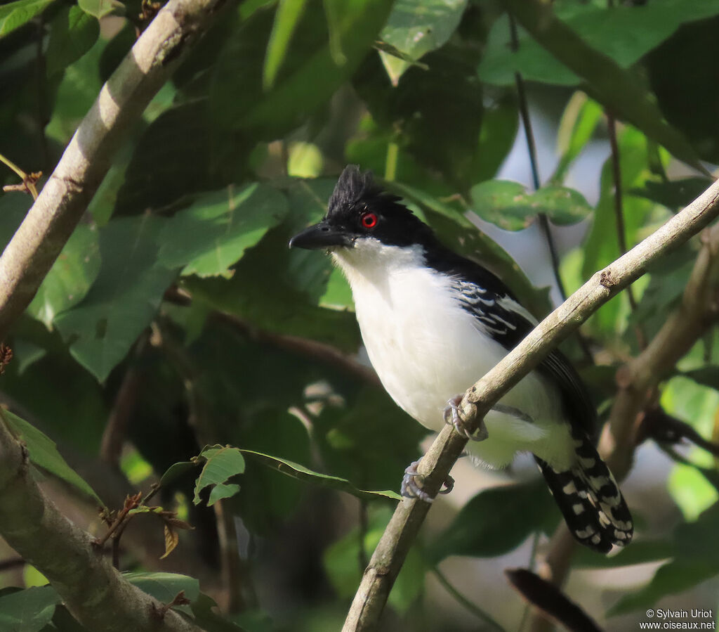 Grand Batara mâle adulte