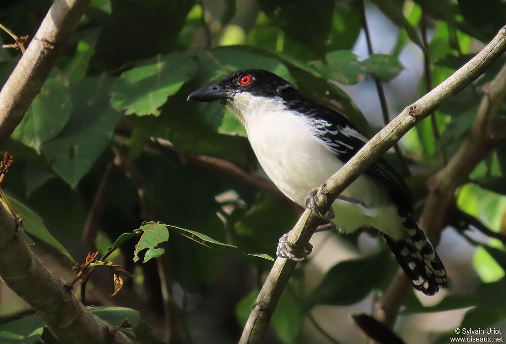 Grand Batara mâle adulte
