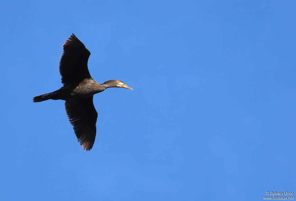 Grand Cormoran