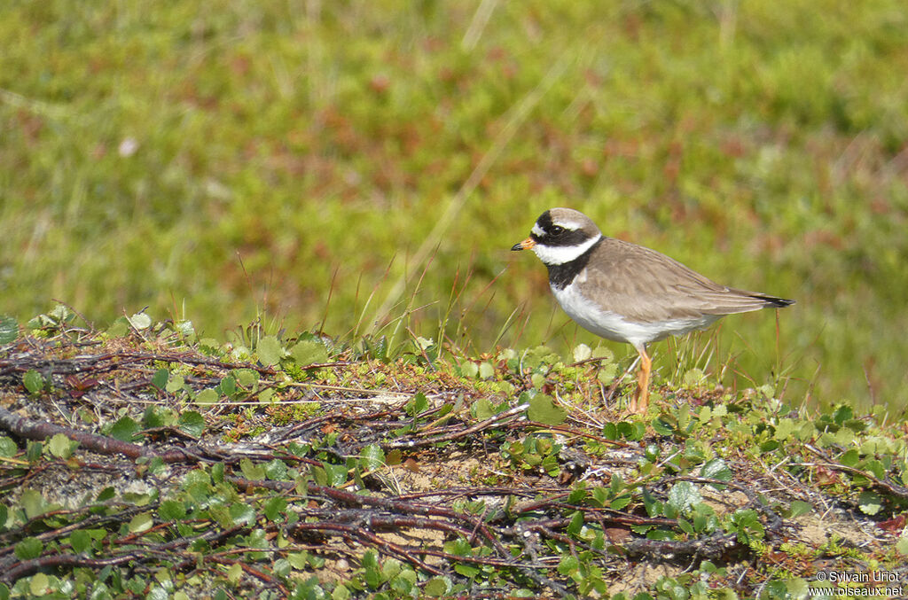 Common Ringed Ploveradult