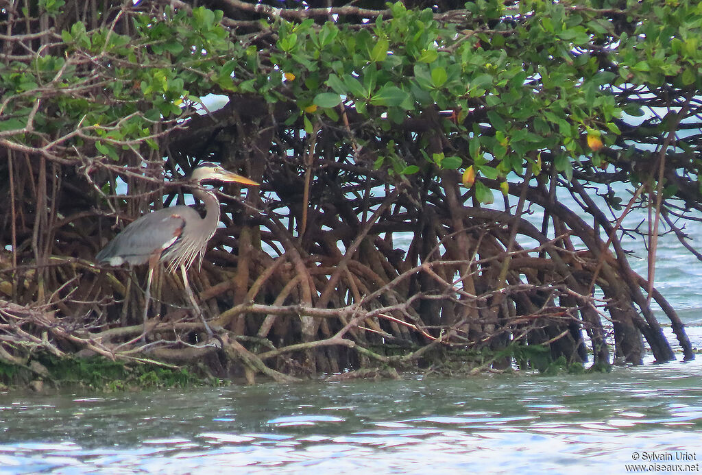 Great Blue Heronadult, habitat