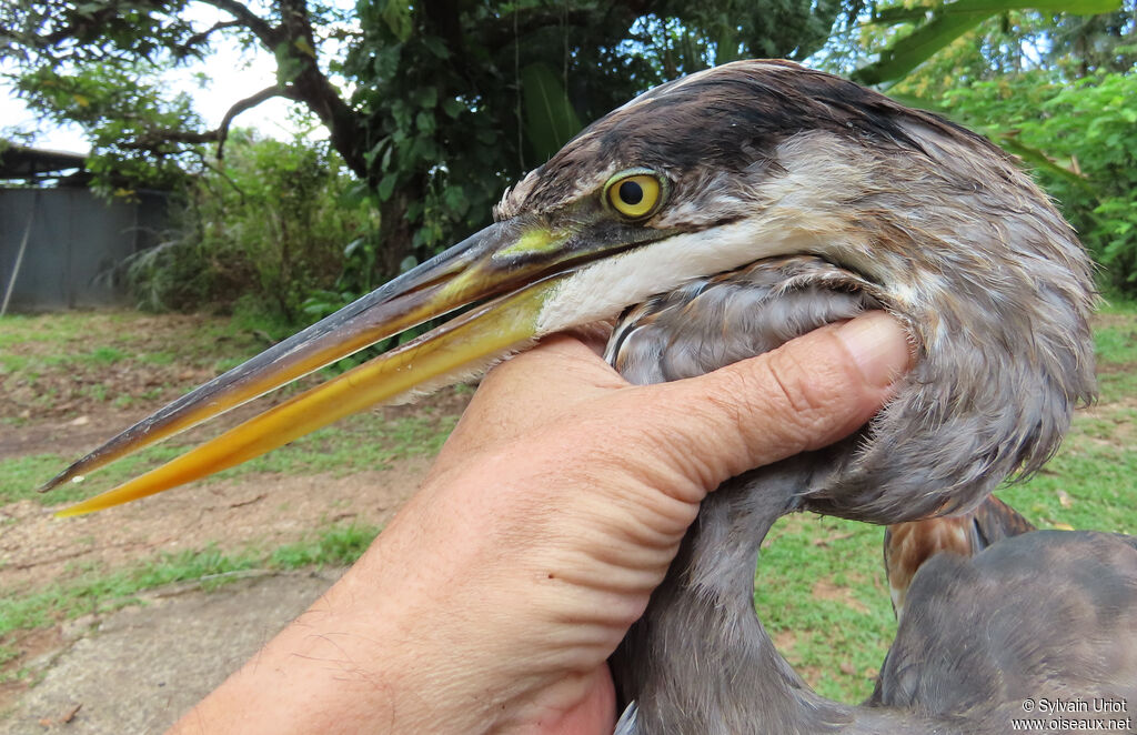 Grand Héronjuvénile