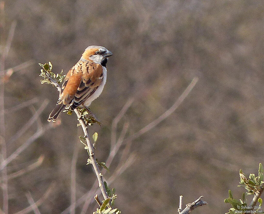Great Sparrow