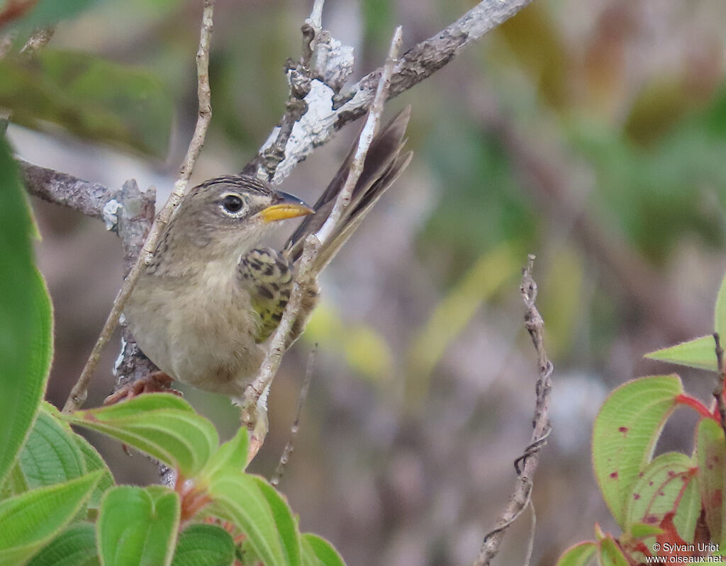 Wedge-tailed Grass Finch