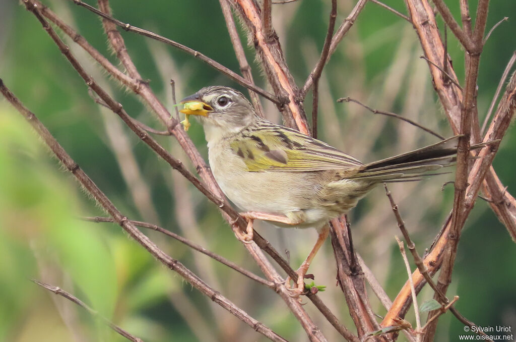 Wedge-tailed Grass Finchadult