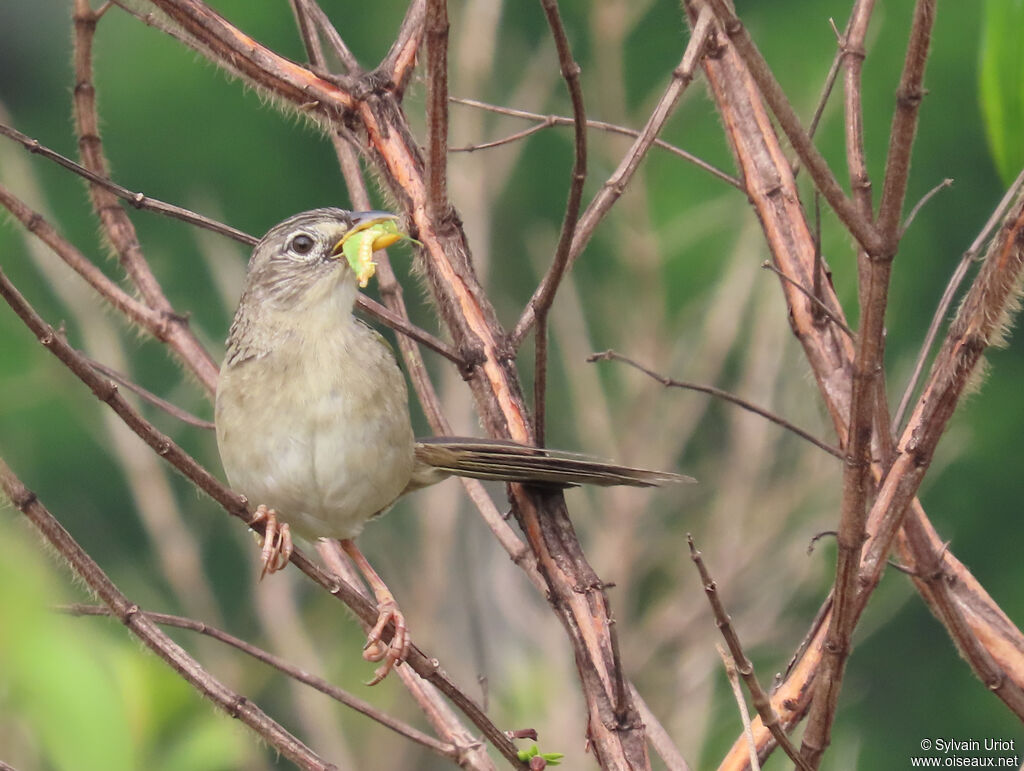 Wedge-tailed Grass Finchadult