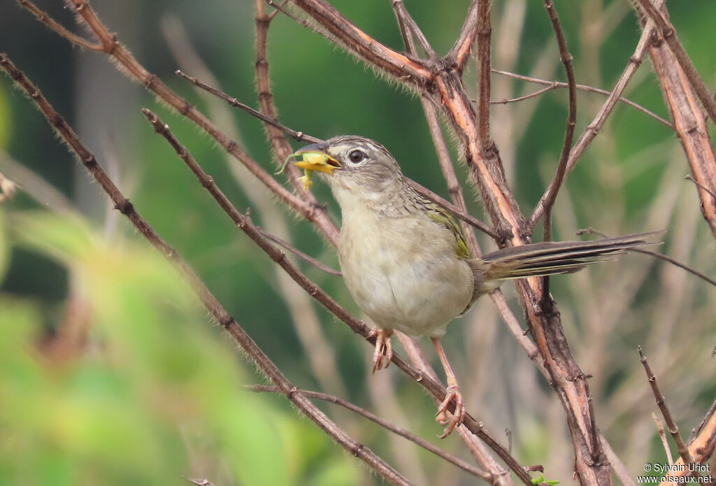 Wedge-tailed Grass Finchadult