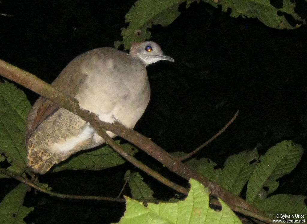 Grand Tinamou