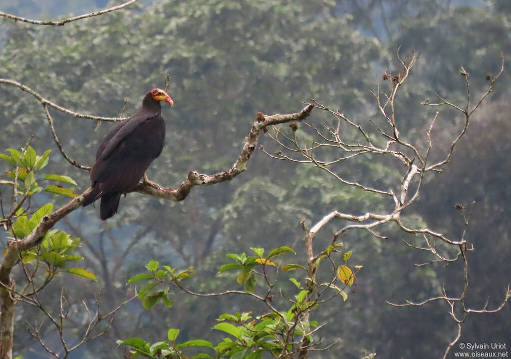 Grand Urubuadulte