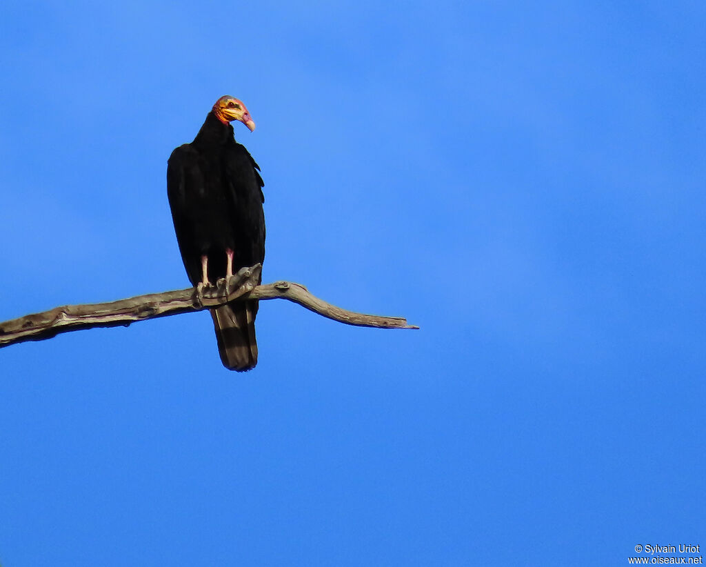 Greater Yellow-headed Vultureadult