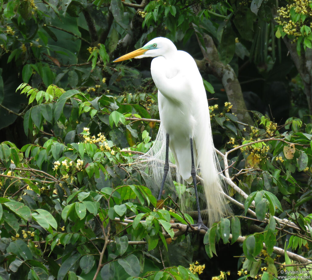 Great Egretadult breeding