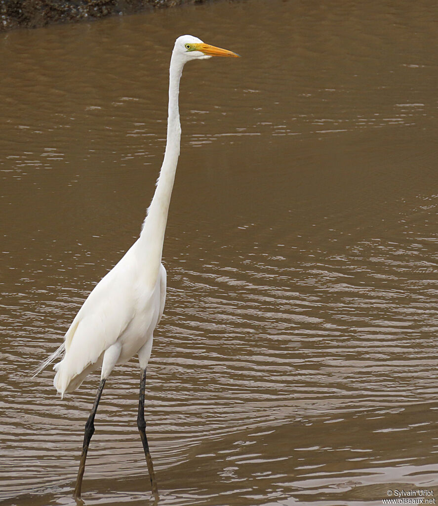 Great Egretadult