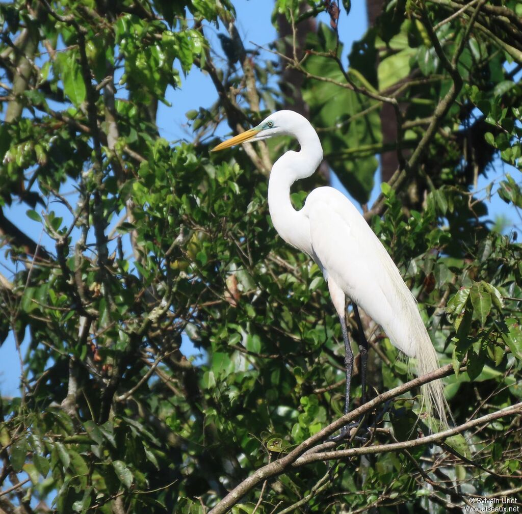 Great Egretadult