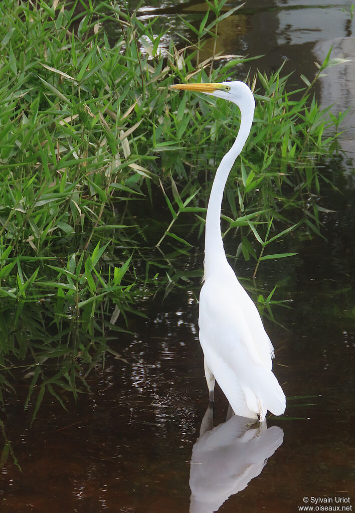 Great Egretadult post breeding