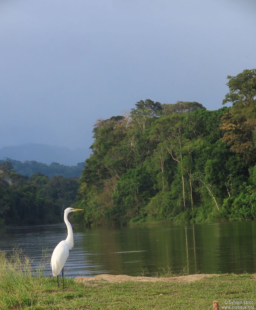 Great Egretadult post breeding