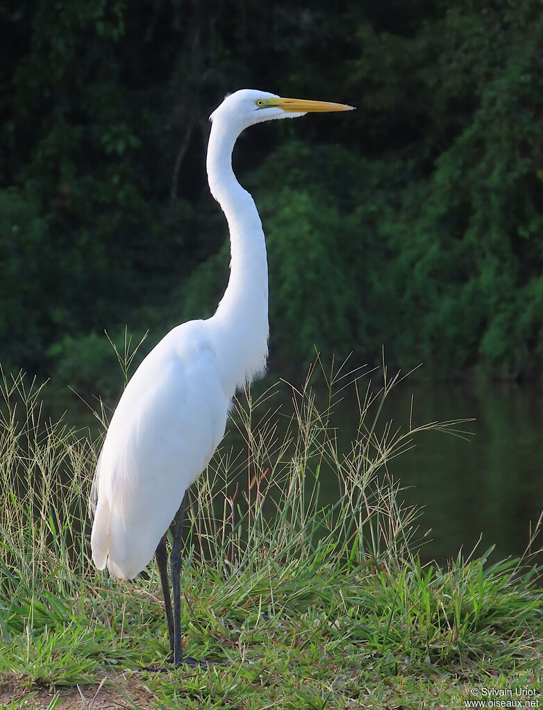 Great Egretadult post breeding