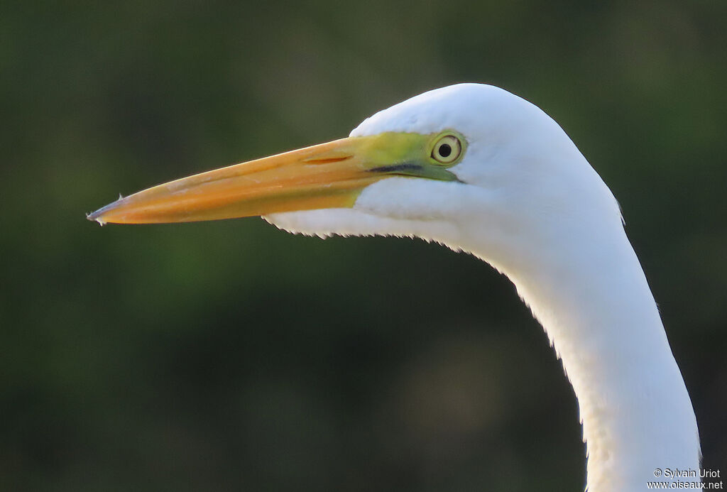 Great Egret
