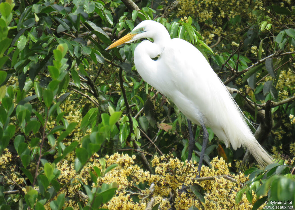 Great Egretadult breeding
