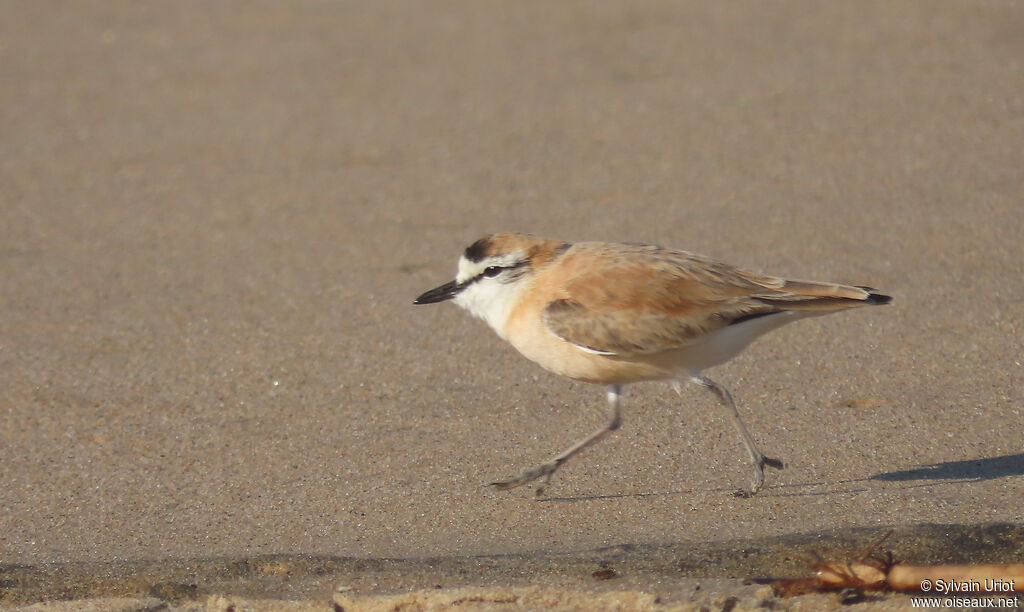 White-fronted Ploveradult breeding