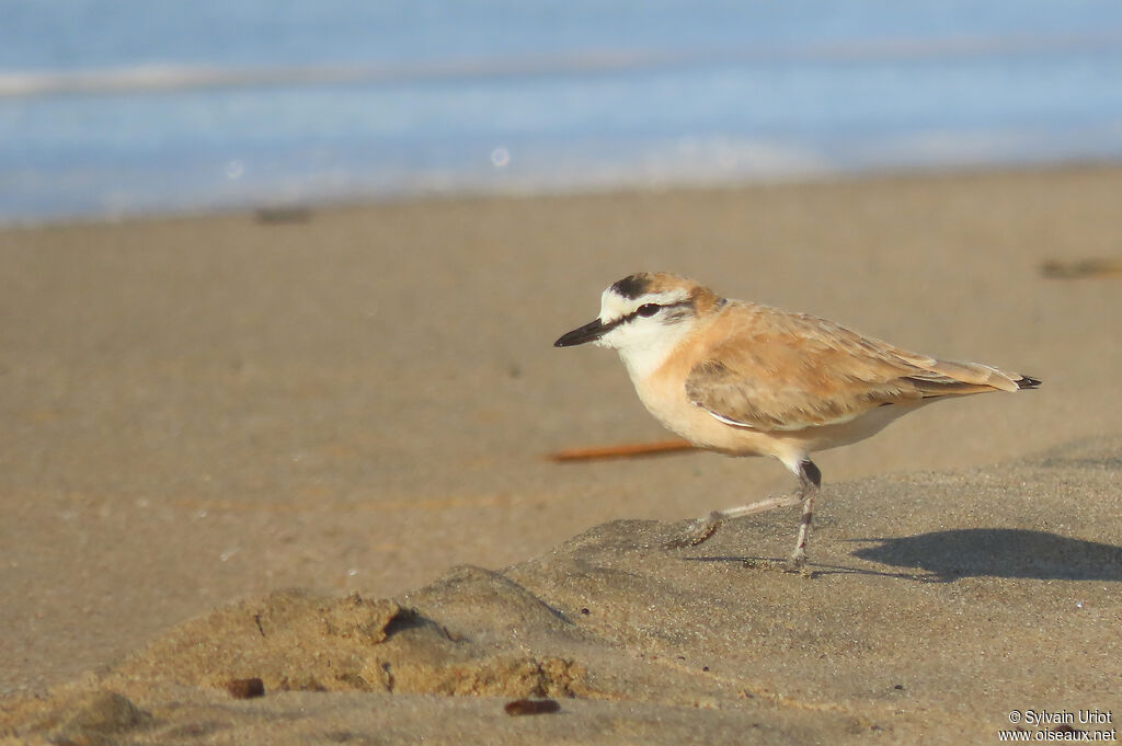 White-fronted Ploveradult breeding