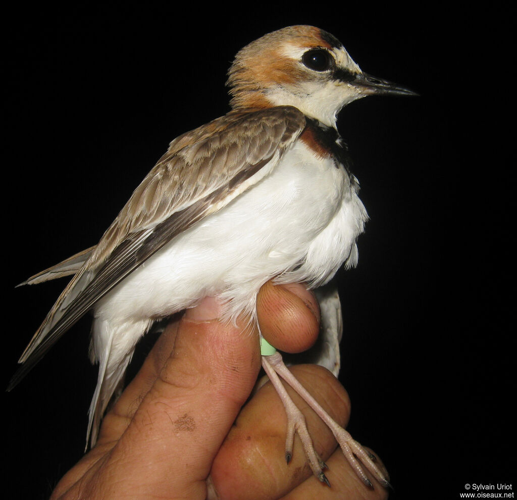 Gravelot d'Azara - Pluvier de d'Azara<br />adulte nuptial