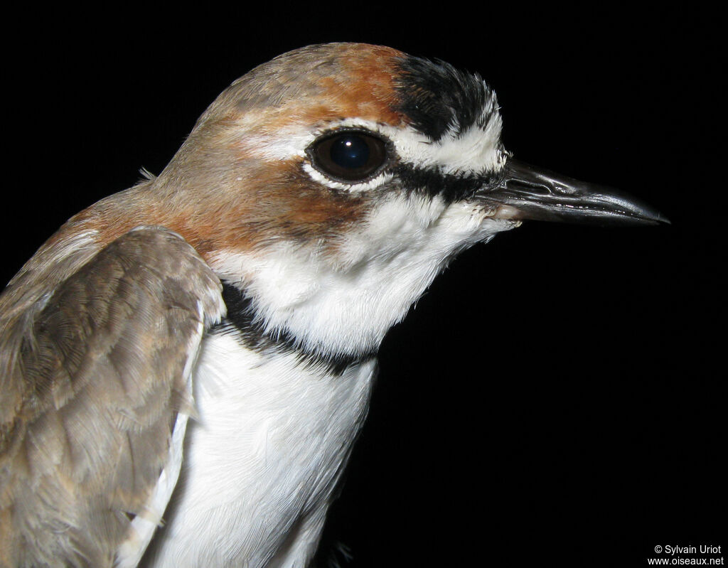 Collared Ploveradult