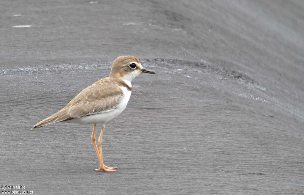 Collared Ploversubadult, identification