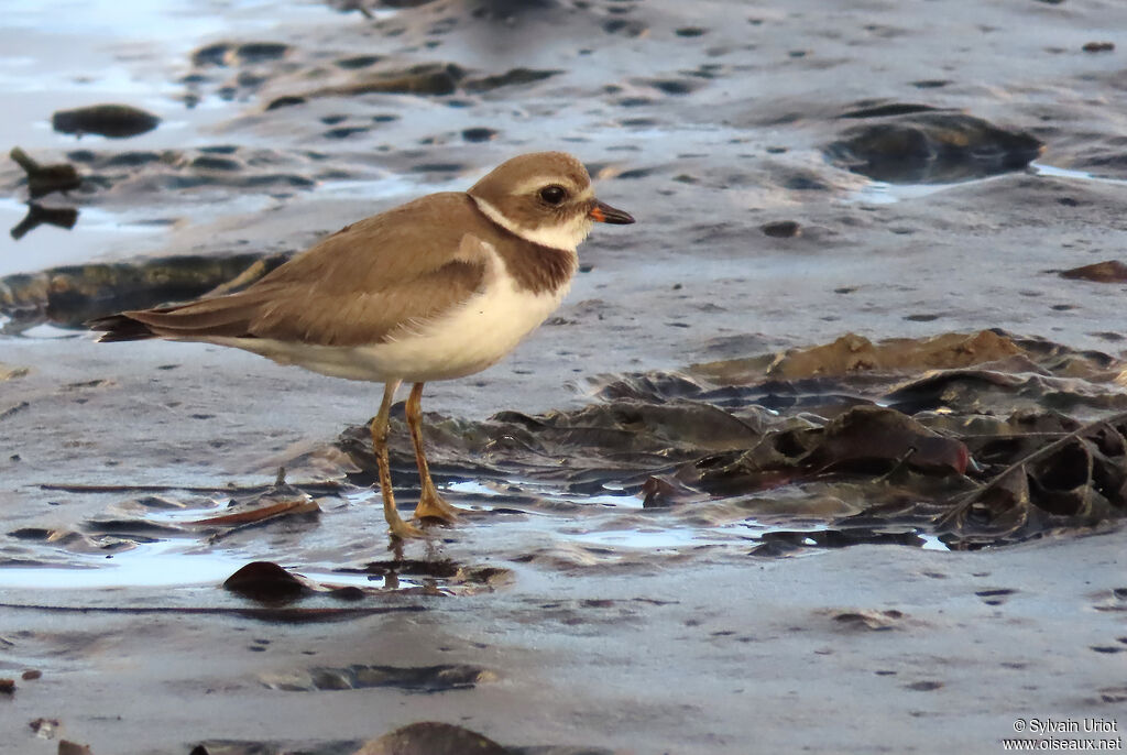 Semipalmated Ploveradult post breeding
