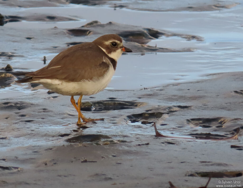 Semipalmated Ploveradult post breeding