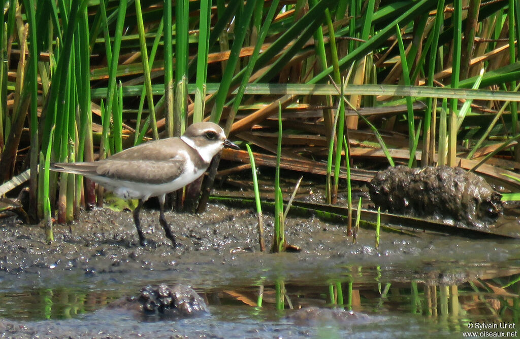 Semipalmated Ploveradult post breeding