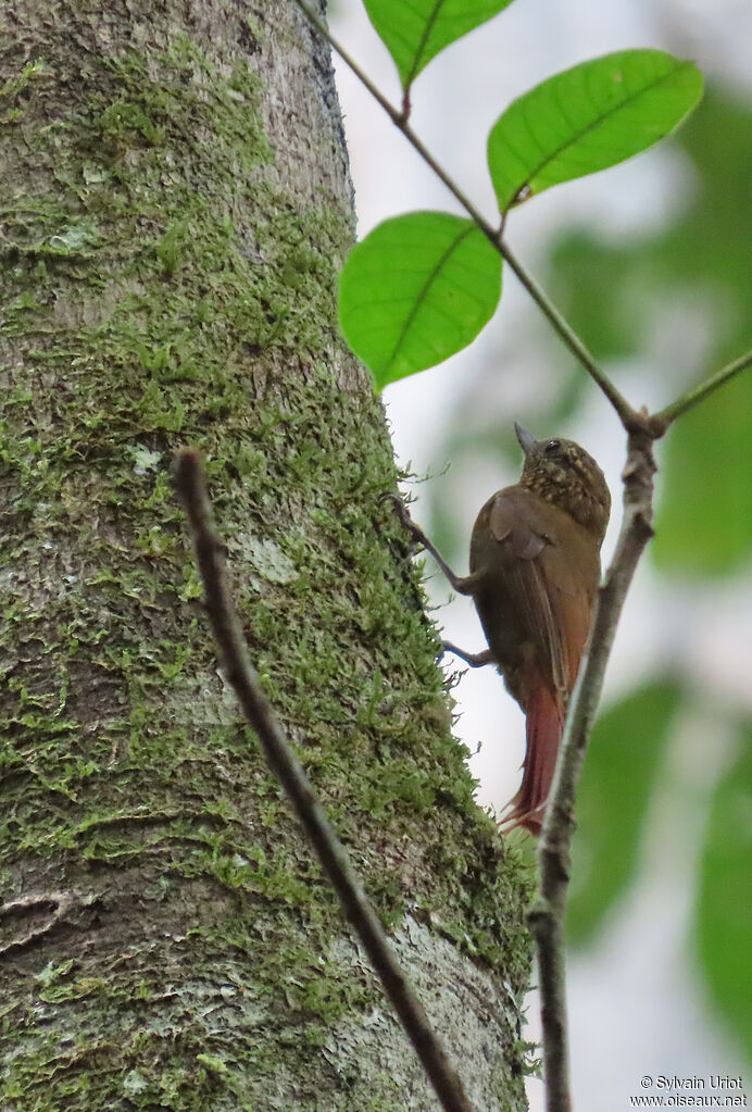 Grimpar bec-en-coinadulte