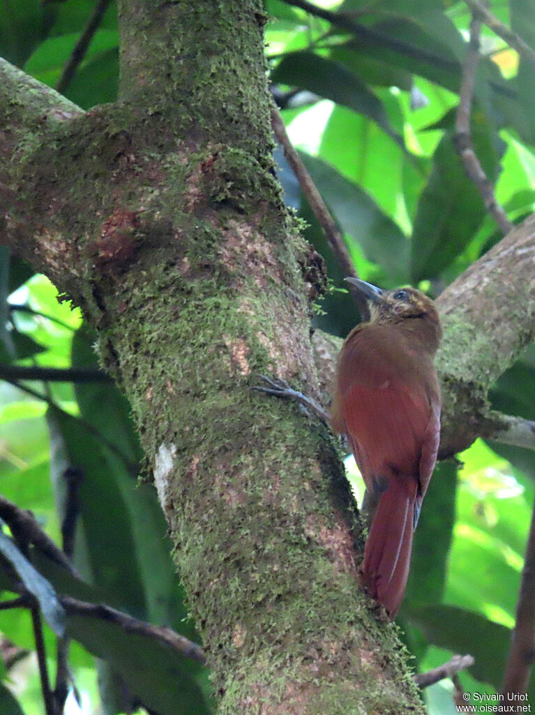 Plain-brown Woodcreeper