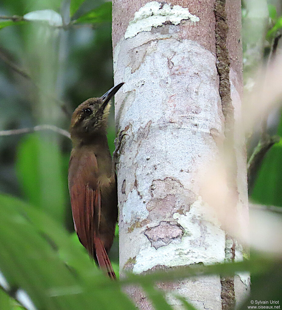 Plain-brown Woodcreeperadult