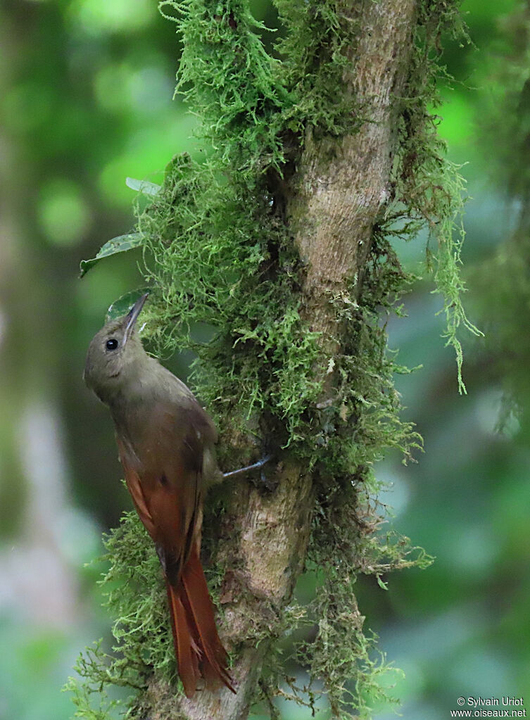 Olivaceous Woodcreeper