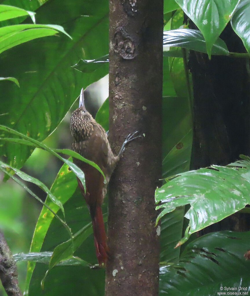 Chestnut-rumped Woodcreeperadult